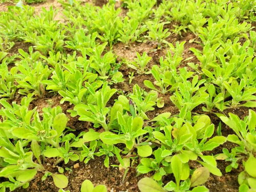 道滘清明 蕲艾飘香里的传统习俗