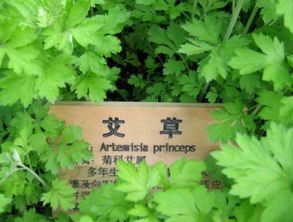 清明蕲艾正当时 一味草药扫恶寒，千年种植蕴生机