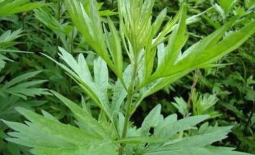 艾叶煮水养生方，一杯暖饮益全家