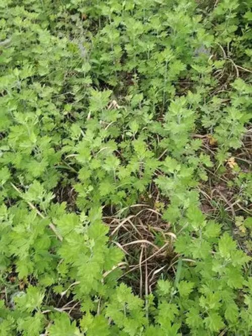 塔山艾草香满坡——从野生宝藏到助农新希望