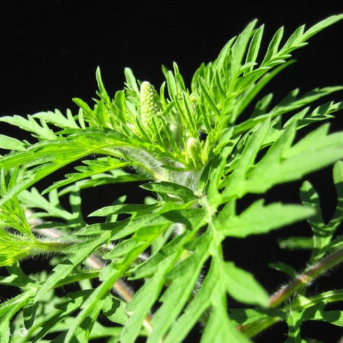 膝盖疼痛难行？蕲艾种植助力缓解，农村土方温暖人心