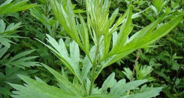 蕲艾 女性养生佳品，排毒养颜护子宫