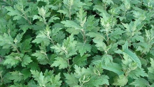 田间宝藏 蕲艾——不仅是美味野菜，更是避邪消毒的民间良药