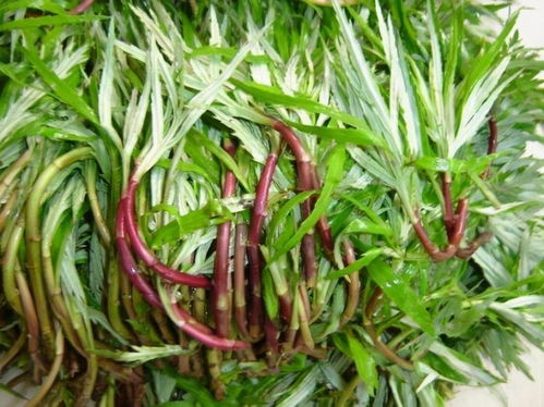 冬日养生三宝 红枣与蕲艾，排毒养颜强体质