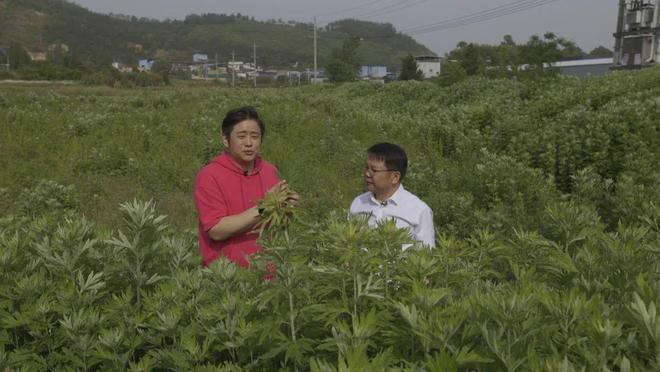 蕲艾飘香 探访蕲春，揭秘艾草养生的千年智慧